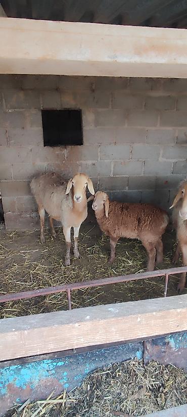 Баран, овца: Продаю | Овца (самка) | Арашан | Для разведения | Матка — 4