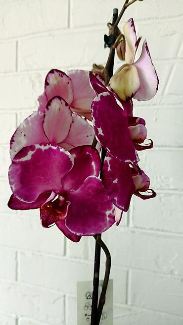 Орхидеи: Большой выбор сортовых орхидей, высота растений 70 см. цены от 1450 до — 7
