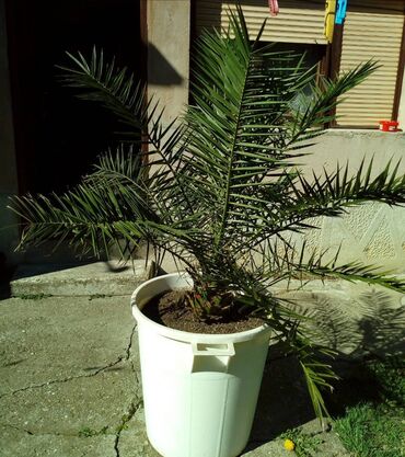 Palma stara 20 ak godina.Listovi dužine oko 1m.Predivna palma