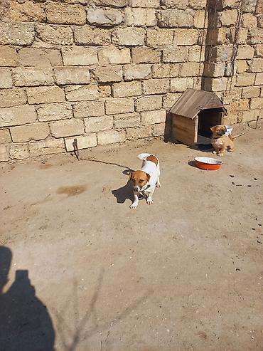 İtlər: Cek rassel teryer, 2 il, Dişi -da lalafo.az — 20 İtlər: Cek rassel teryer, 2 il, Dişi — 20