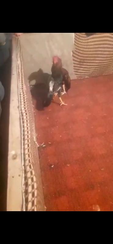 Xoruzlar: Xoruz, Heyratı, il: 3, Ödənişli çatdırılma — 6