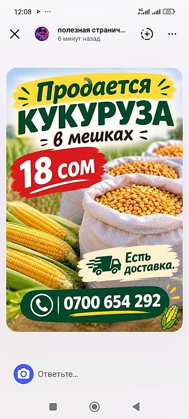 Кукуруза