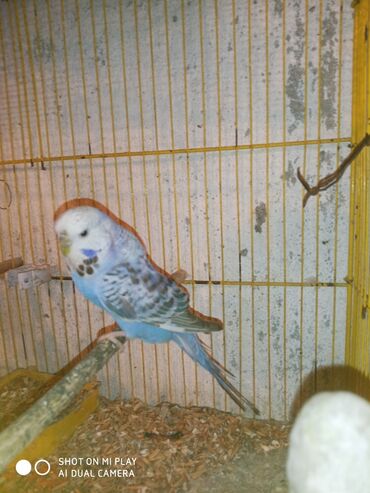 Digər quşlar: Çex cütler satılır papuqaylar təmiz qan vıstıvıcnıy vıstıvka sərgi — 13