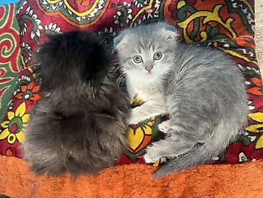 отдам даром котят бишкек: Шотландские котята, помёт из двух малышей: - Серый котёнок со — 1