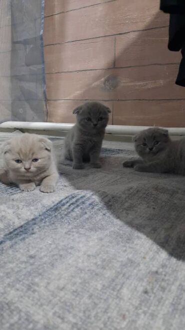 молочные оборудование: Котенки 1 месяцев.Чистокровные. 1 серый и 1 лиловый цвет остается