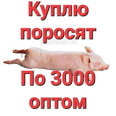 продаю свинину: Куплю поросят Оптом по 3000 — 1