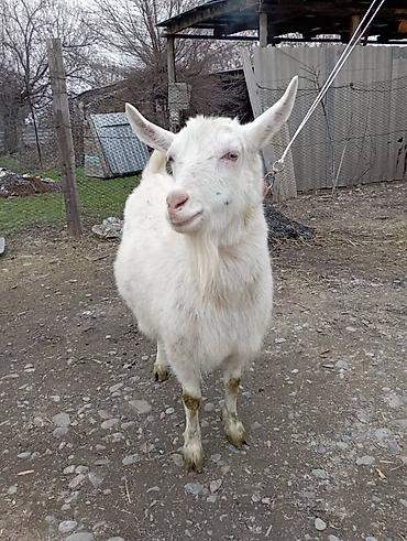 Козы, козлы: Продаю | Коза (самка) | Зааненская | Для разведения — 5