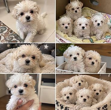 heyvan: Cins: Maltipoo (Maltese x Toy/mini Poodle qarışığı) balaları Rəng — 2