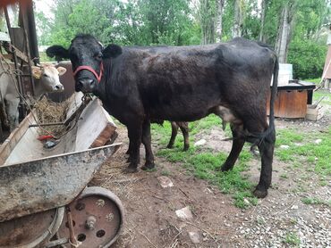 животные карова: Продаю | Корова (самка), Музоо, торпок | Ангус, Алатауская | Для разведения, Для молока | Искусственник