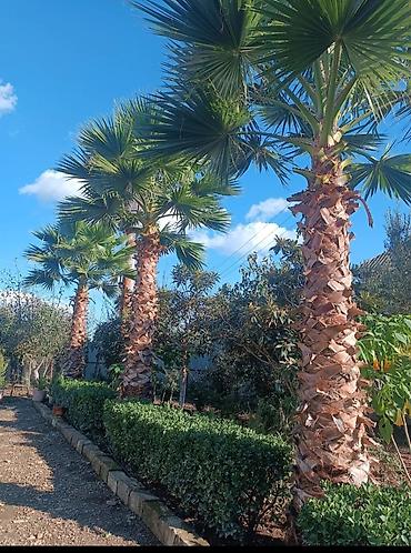 Tinglər: Salam isdenilen nov meyve tinglerini ve dekorativ aqaclari tam orjinal — 7