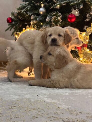 İtlər: Retriever, 2 ay — 6