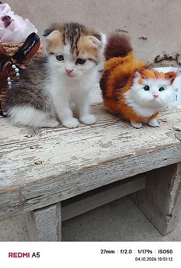 Продажа кошек: Котята — домашние любимцы - Породы: домашние короткошёрстные. Окрас — 8