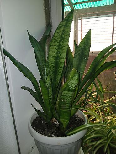 Драцены и Сансевиерии: Большой выбор Сансиеверии at lalafo.kg — 11 Драцены и Сансевиерии: Большой выбор Сансиеверии — 11