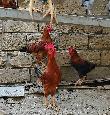 brama toyuqları: Məhsul: Xoruzlar və toyuqlar (qarışıq rəngli yerli/hibrid cinslər) — 1