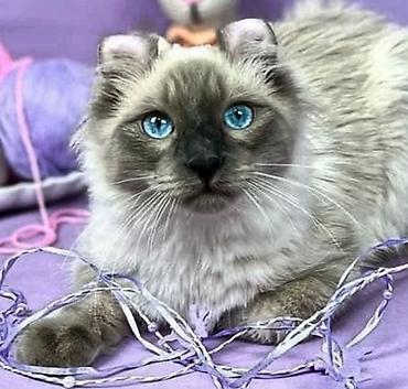кошки свинкс: Кошки.Порода: Американский керл (American Curl). Котята . Есть котята — 9