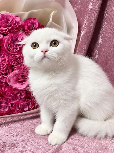Продажа кошек: Скотиш Фолд (Шотландская вислоухая), 2 месяца, Девочка, Белый, Приучена к лотку — 6