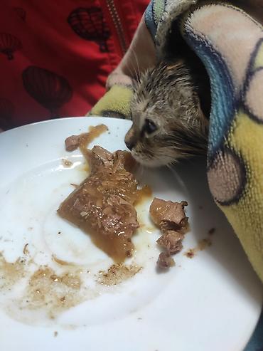 Отдам даром кошку: Кошка даром: Беспородная, 2 месяца, Девочка, Приучена к лотку — 3