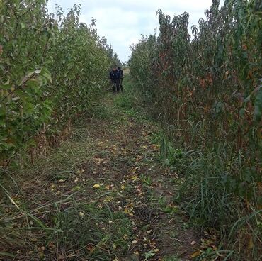 Tinglər: 🌿 SAQİ TİNGÇİLİK: Bağınıza Həyat Verin! 🌿 Tərtər keyfiyyəti bütün -da lalafo.az — 7 Tinglər: 🌿 SAQİ TİNGÇİLİK: Bağınıza Həyat Verin! 🌿 Tərtər keyfiyyəti bütün — 7