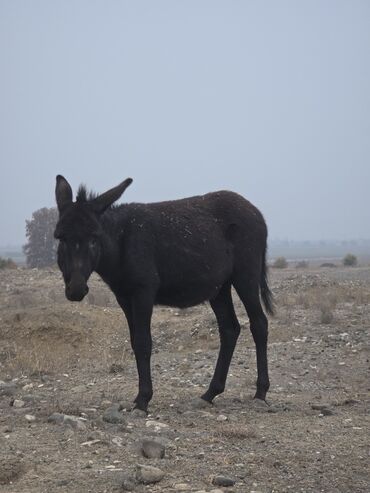 Eşşəklər: 4 erkək 2 dişi eşək satılır ən böyünün yaşı 4-dü qiyməti 550 manatdır — 9