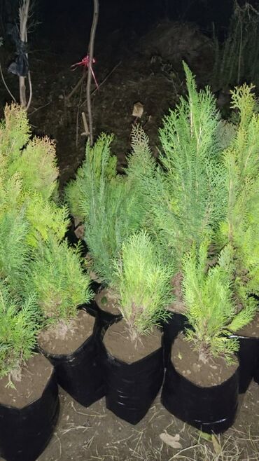 Çöl bitkiləri: Piramida,Arizona konos pixtda,limoni yolkaleylandra,v.s yolkalar — 8