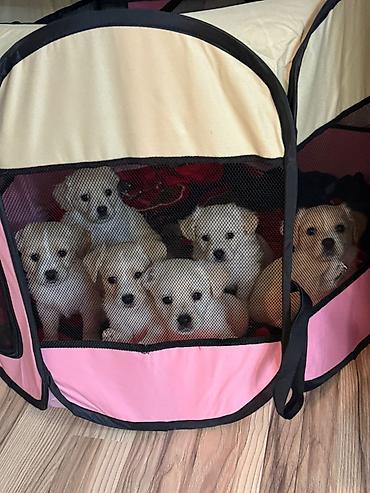 İtlər: Retriever, 2 ay — 20