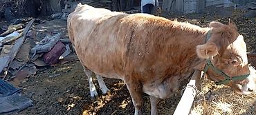 корм цыплят: Продаю | Корова (самка) | На забой | Привязанные — 3