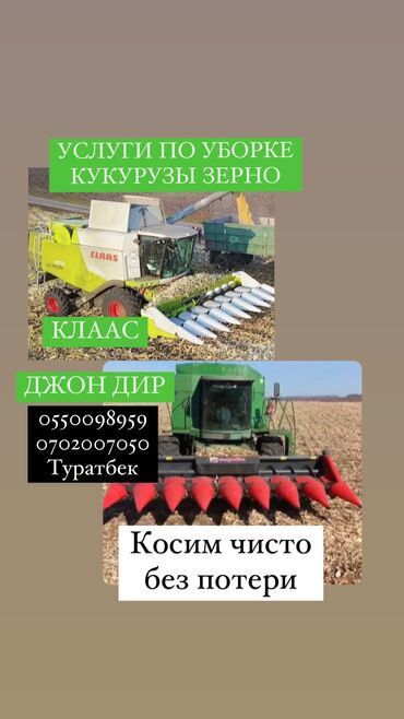 продам кукурузу: Услуги комбайна КЛААС, ДЖОН ДИР по уборке кукурузы зернового. Убираем