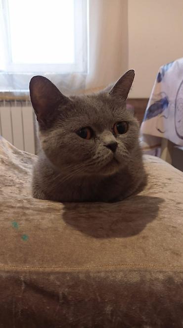 Pişiklər: Yaxşı əllərə — 1