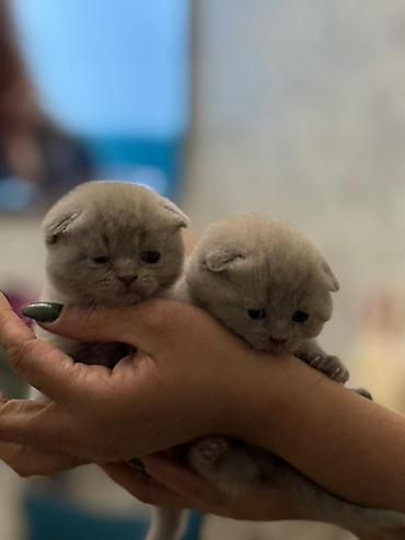 Pişiklər: Temiz şatlan pişiyidi -da lalafo.az — 4 Pişiklər: Temiz şatlan pişiyidi — 4