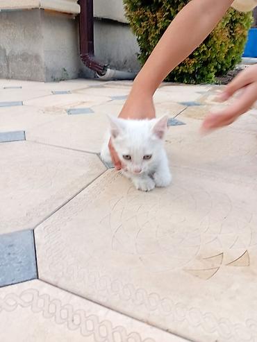 Мышыктар: Котята — 3 малыша, и Мама короткошёрстные. Описание: - Возраст — 6