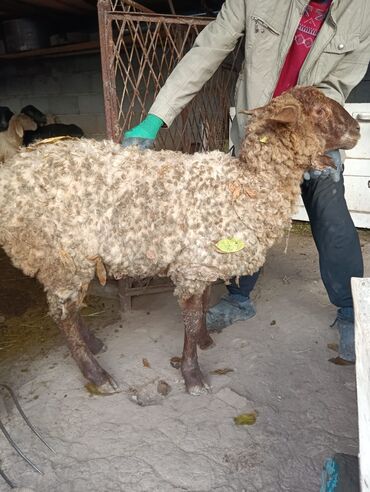 дом попугая: Другие животные