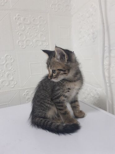 котята жалал абад: Отдам даром котят, к туалету приучены, сами кушают, домашние, наша