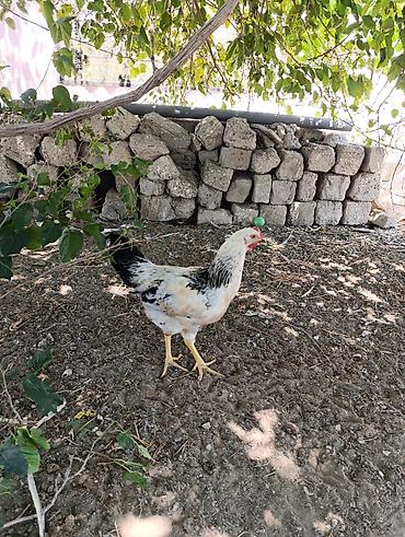 jersey cinsi: Ağ-qara rəngli yerli ət-yumurta istiqamətli toyuqlar (xoruz və fərə — 2