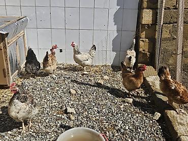 Toyuqlar: Toyuq, Yumurtalıq — 1