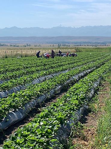 Малина: Малина Оптом, Бесплатная доставка, Самовывоз — 3
