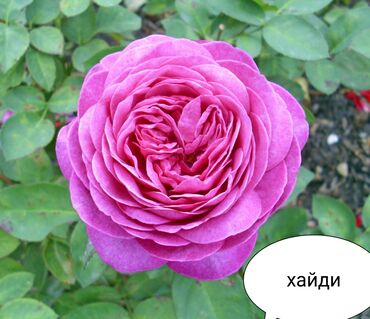 Şitillər: Məhsul: Bağ bitkiləri və meyvə fidanları seçimi - Hibiskus (Rose of — 70