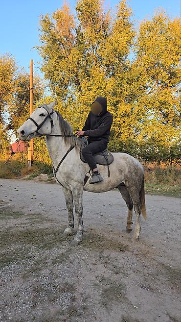 стоимость лошадей: Продаю | Конь (самец) | Для разведения, Конный спорт — 1