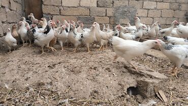 ev quşlarının satışı: Toyuq, Yumurtalıq, Ünvandan götürmə