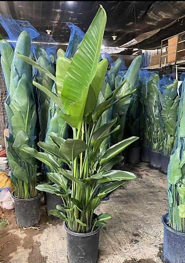 Другие комнатные растения: Комнатное растение с длинными, узкими листьями насыщенного зеленого — 4