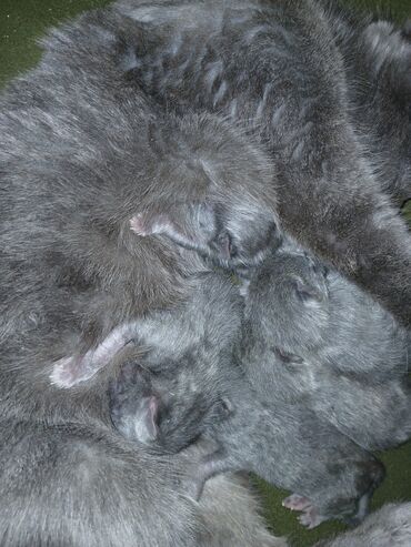 scottish fold: Şotland yastı qulaq, Erkək, Dişi, Yaxşı əllərə, Ünvandan götürmə