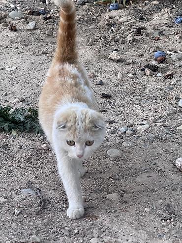продажа домашних животных: Скотиш Фолд (Шотландская вислоухая), 1 месяц, Мальчик — 2