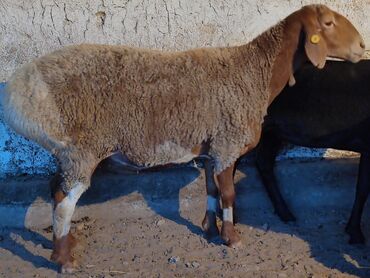 Бараны, овцы: Продаю | Овца (самка) | Гиссарская, Полукровка, Арашан | На забой, Для разведения, Для шерсти | Матка