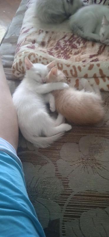 британский кошка цена: Британские однотонные котята (окрасы: дымчато‑серый, белый, кремовый) — 3