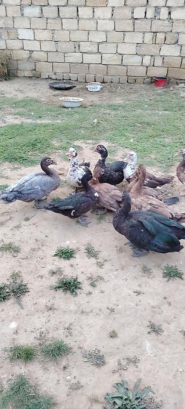 balaken heyvan satisi: Kom super heyvanlardır saxlya bilmirem 13 eded — 2