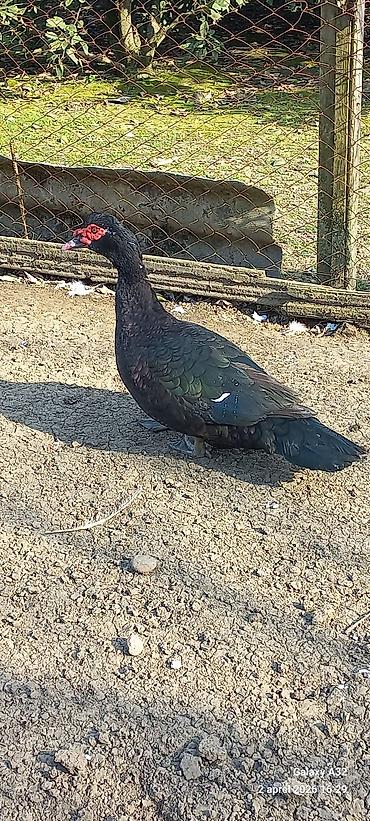 Ördəklər: Erkək, | Lal ördək, Ətlik — 6