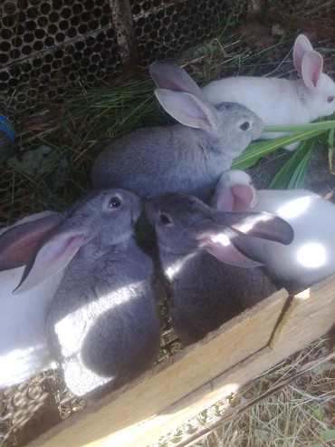 Кролики: Пушистики
крольчата от 1,5 мес 
взрослые