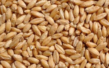 Дом и сад: Продаю очищеную пшеницу сорта Интенсивный