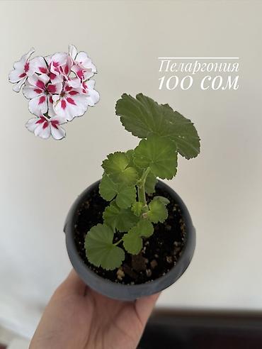 цены орхидеи: Комнатные растения из домашней коллекции в рассадных — 3