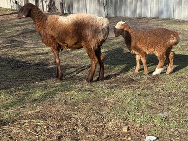 Бараны, овцы: Продаю | Овца (самка), Ягненок, Баран (самец) at lalafo.kg — 12 Бараны, овцы: Продаю | Овца (самка), Ягненок, Баран (самец) — 12