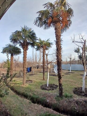 goycayda satilan ucuz evler: 5-8 metr hundurlukde palmalar satilir